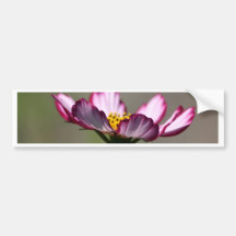 Praise Him Flower Bumper Sticker