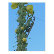 Praying Mantis Pair on Clary Sage Plant Post Card