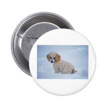 Precious White Poodle Puppy in Snow Pinback Buttons