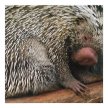 Prehensile-Tailed Porcupine Invitations