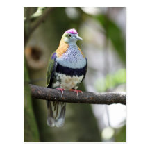 Pretty Dove Postcard