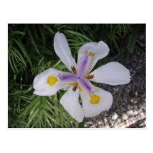Pretty flower post cards
