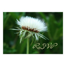 Pretty  fluffy white plant seed head RSVP card