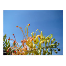 Pretty Grevillia Post Cards