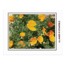 Pretty Lady Postcards