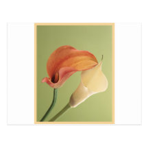 Pretty LIly Post Card