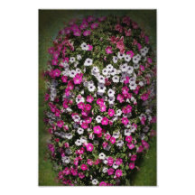 Pretty Petunias Photographic Print