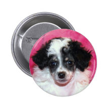 Pretty Phantom Parti Poodle Puppy on Pink