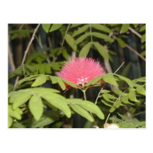 Pretty pink flower post cards