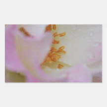 Pretty pink macro rose rectangle stickers