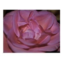 Pretty pink rose postcards