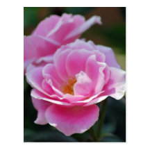 Pretty pink roses post card