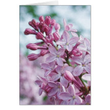Pretty Purple Lilacs Cards