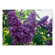 Pretty Purple Lilacs Greeting Cards