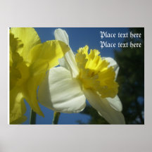Pretty spring  daffodils customisable Poster