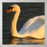 Pretty Swan Poster