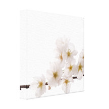 Pretty White Cherry Blossoms Gallery Wrapped Canvas