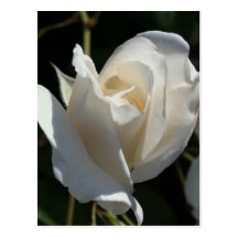 Pretty White Rose Postcards