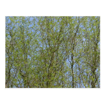 Pretty Willow Leaves Postcard