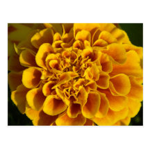 pretty yellow french marigold flowers post card