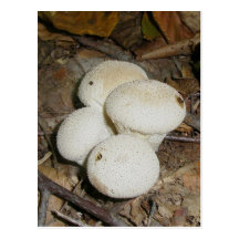 Prickly Puffs Mushroom Postcard