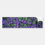 Primea flowers bumper stickers