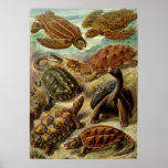 PrimitiveTurtles Grouped Print