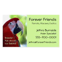 Princess Green Wing Macaw Business Card