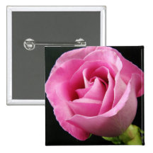 Princess Pink Rose