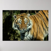 Print: Malayan Tiger
