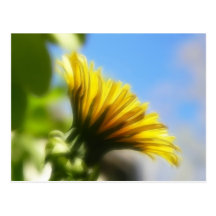 Profile - Golden Dandelion Post Card