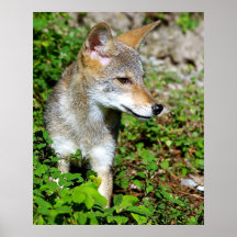 Profile of a Coyote Pup Posters