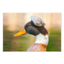 Profile of an unusual Duck Photo Art