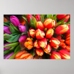 Profuse Tulips Poster