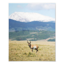 Pronghorn Antelope Out West Photo