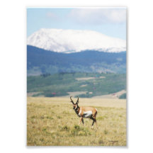 Pronghorn Antelope Out West Photo Print