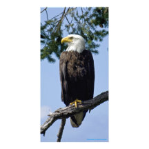 Proud Bald Eagle - Photo Card
