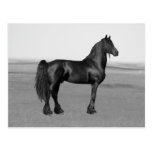 Proud Friesian black stallion horse Post Card