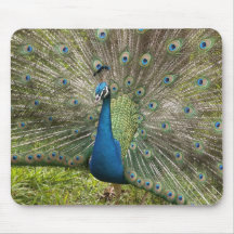 Proud Peacock Mousepads
