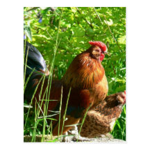 Proud Rooster Post Card