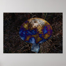 Psychedelic  Mushroom Poster