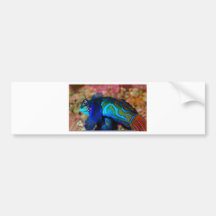 Psychodelic Fish Bumper Sticker