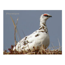 Ptarmigan in Spring, Unalaska Island Postcards