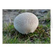 "Puffball" Greeting Card
