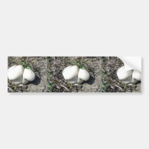 Puffball Mushroom in grass Bumper Stickers