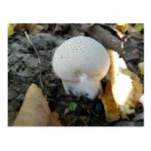 Puffball Mushroom Postcard