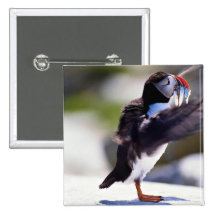 Puffin Pinback Buttons