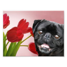 Pug and Tulips Photograph
