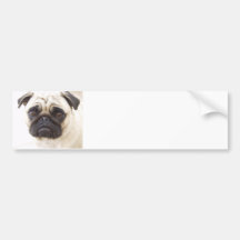 Pug Dog Bumper Sticker
