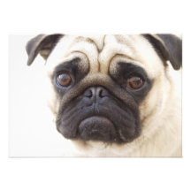 Pug Dog Invitation